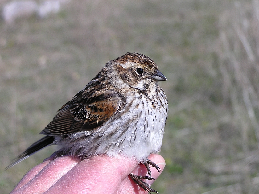 Common Reed Bunting, Sundre 20050508